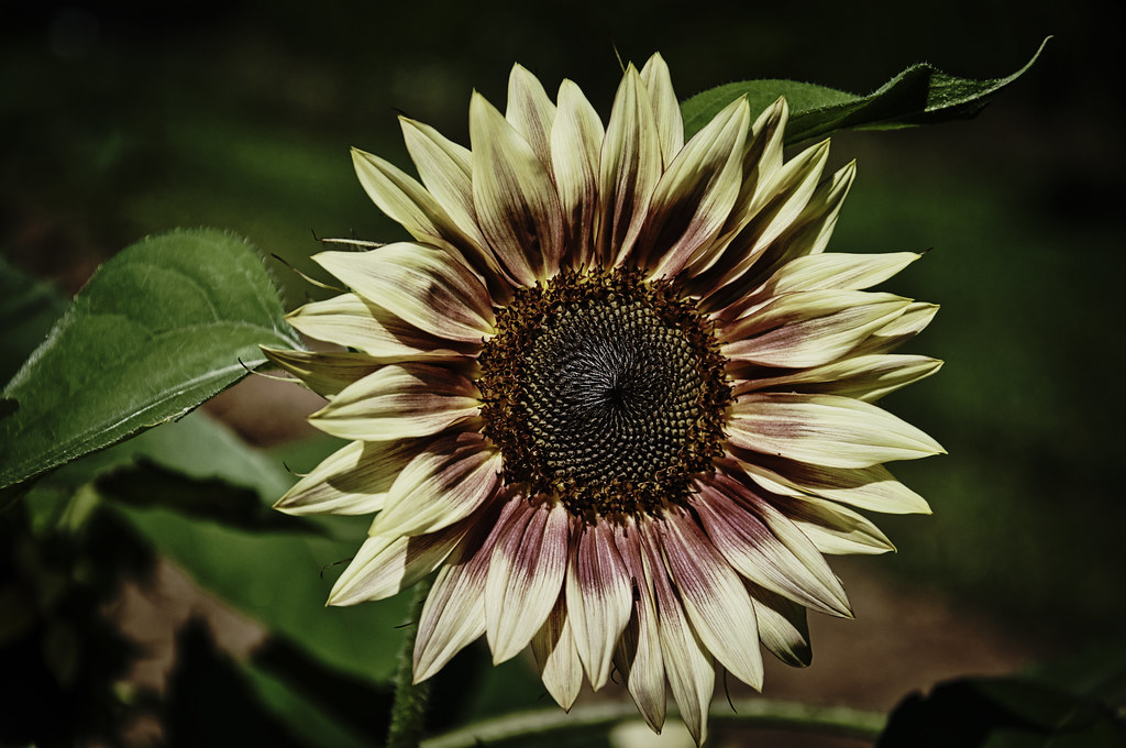 Barton Sunflower 1 Taken at Barton orchards in Dutchess co