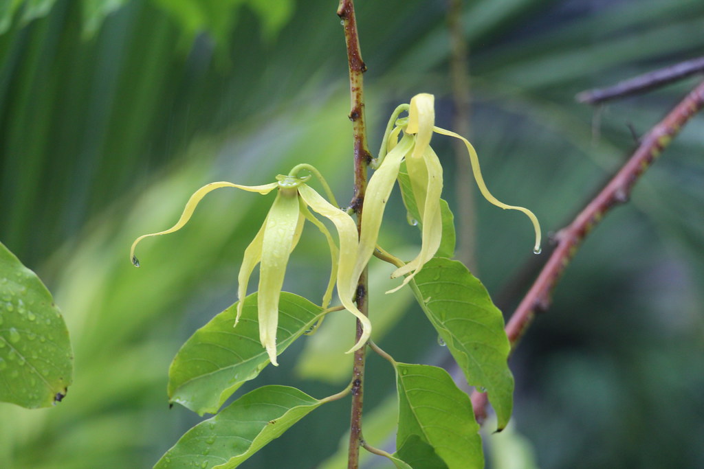 Cananga odorata flowers Ylangylang or ilangilang trees h… Flickr
