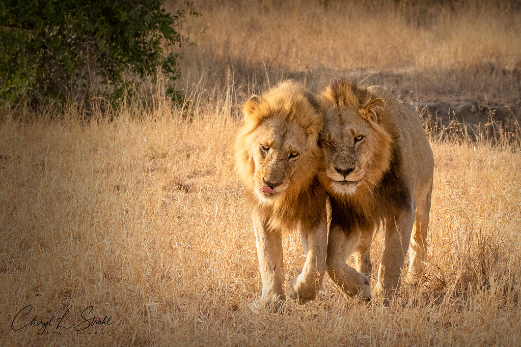 Brotherly Lion Love Two lions brothers photographed in… Flickr