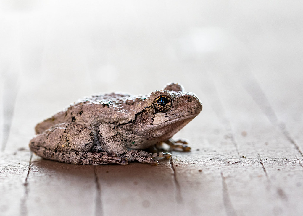 Gray Tree Frog Southern New Jersey Anthony M Cedrone Flickr