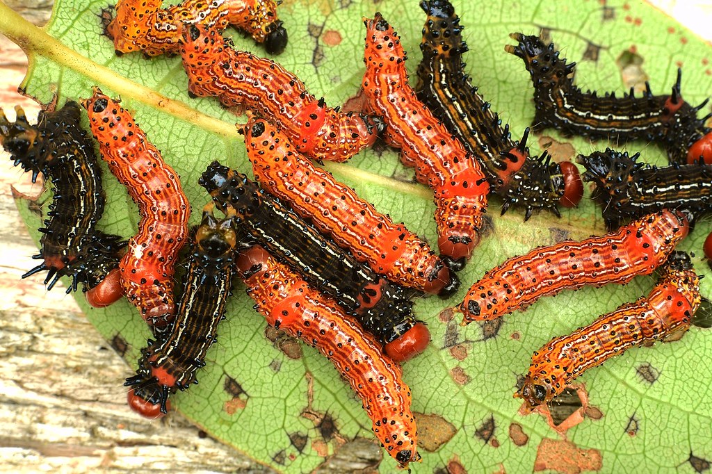 Redhumped Caterpillars 7922 On Gum Severn Run N.E.A. Anne… Flickr