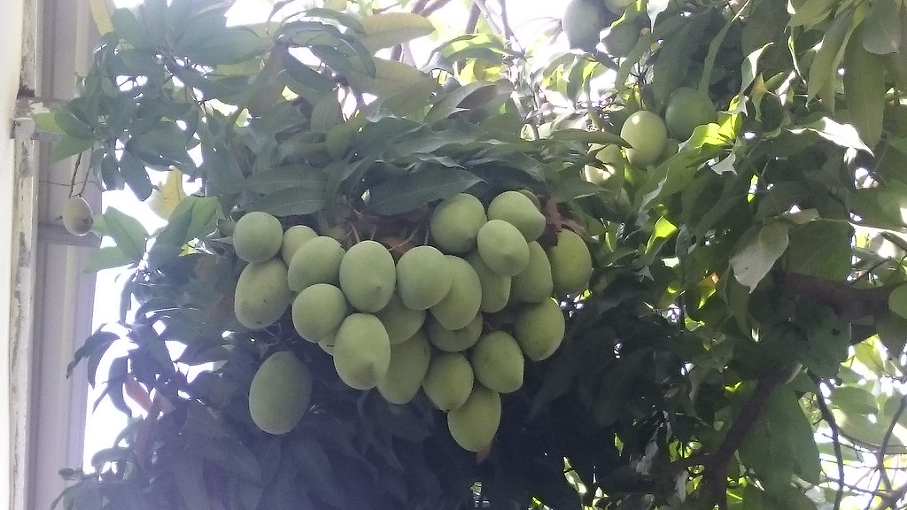 Mangifera indica ( ស្វាយ ) Scientific name Mangifera indi… Flickr
