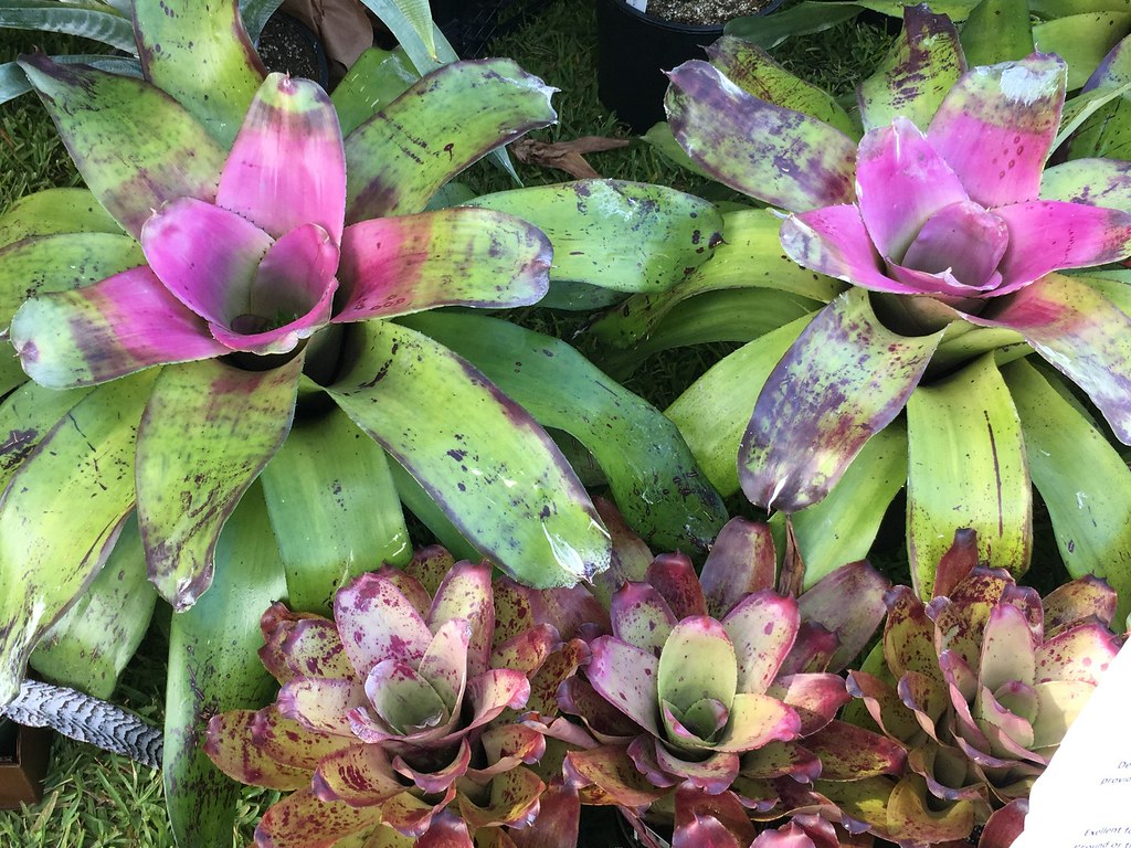 Bromeliads 2019 top Neoregelia 'Secret Garden' bottom N… Flickr