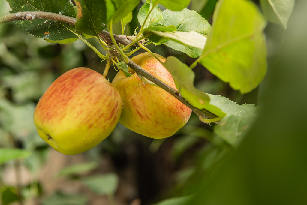 Gala Apples in Our Garden August 11, 2019 Gala Apples gr… Flickr