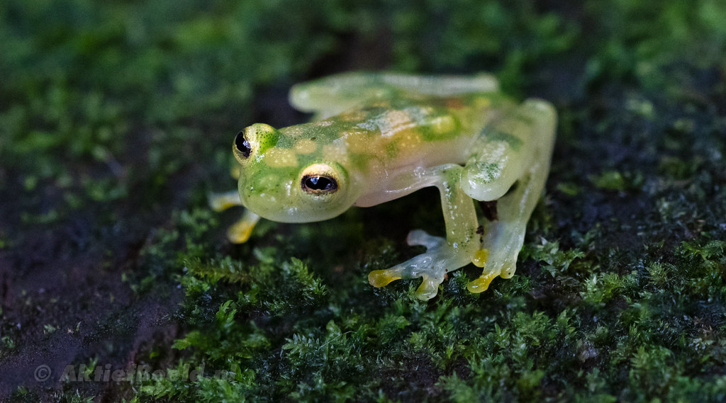 Reticulated Glass frog Costa Rica, July 2018 Flickr