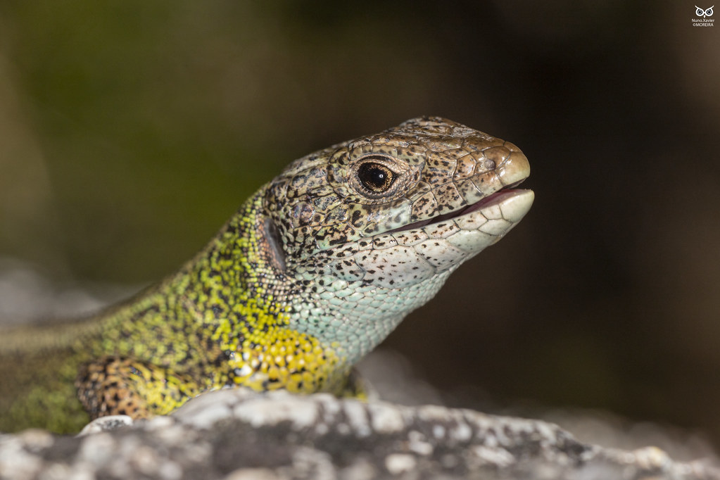 Lagartodeagua, Iberian Emerald Lizard (Lacerta schreiber