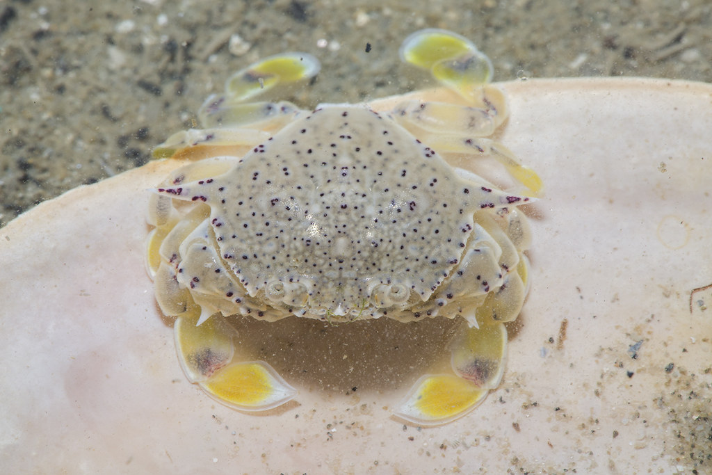 _Z2A1346 Ashtoret lunaris spotted moon crab. Matutidae Flickr