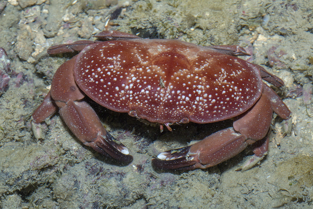_Z2A2493 Atergatis integerrimus red egg crab. Xanthidae