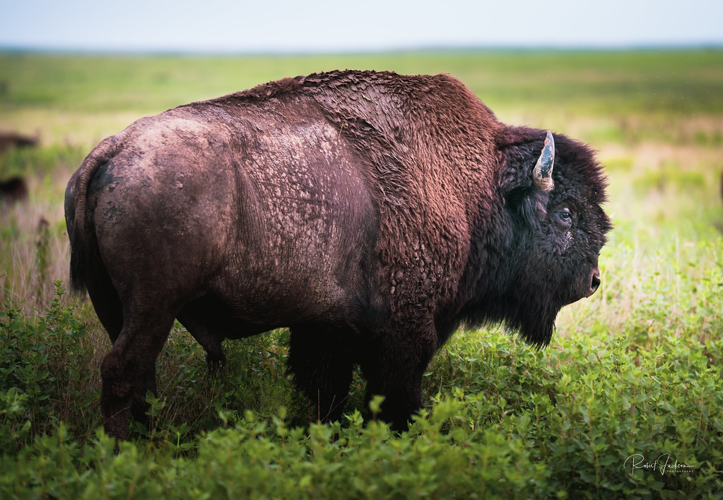 Bison Wild Bison Oklahoma Grassland Jackson Flickr