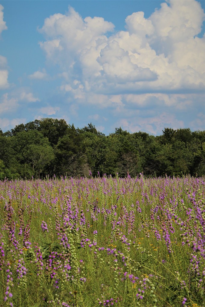 purple wildflowers hugo oklahoma a photo on Flickriver