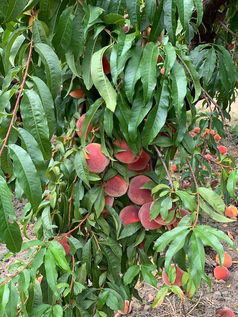 Went shopping for peaches today. Sauvie Island, Oregon. Au… Flickr