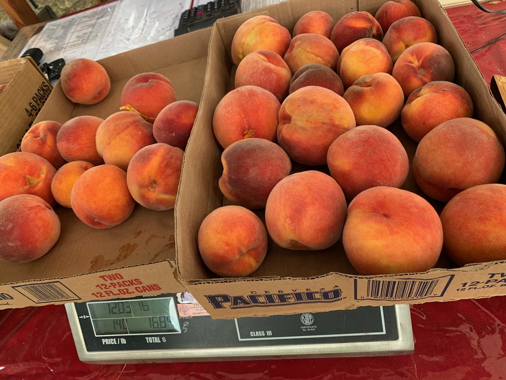 Went shopping for peaches today. Sauvie Island, Oregon. Au… Flickr