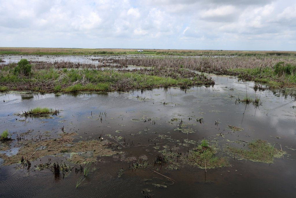 Texas Anahuac National Wildlife Refuge Shoveler Pond a photo on