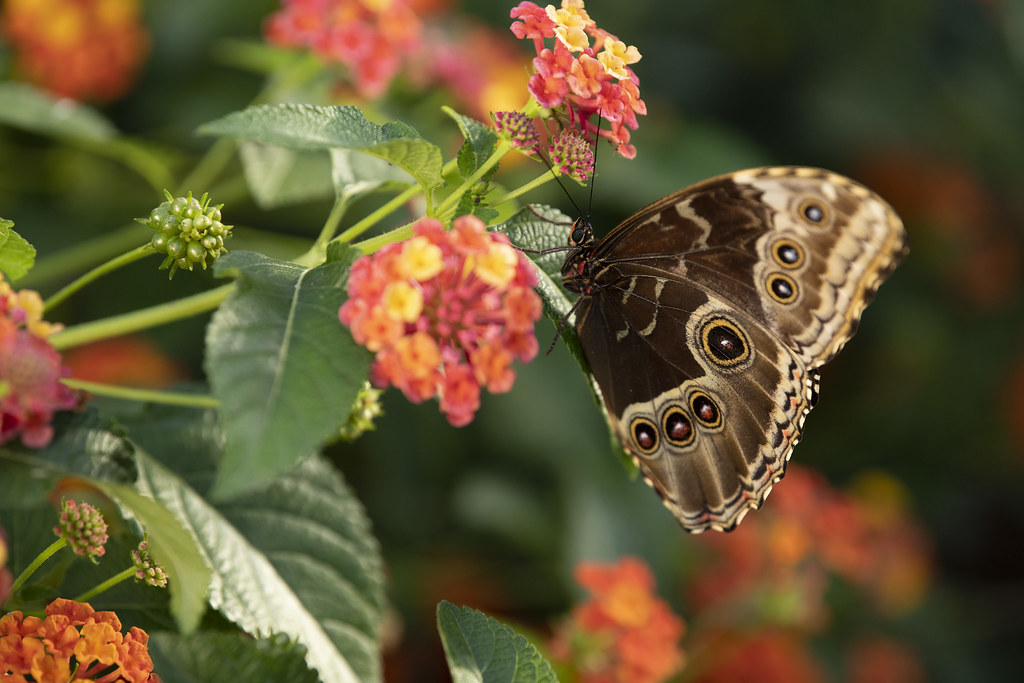 Butterfly Habitat at the Springs Preserve In this seasonal… Flickr