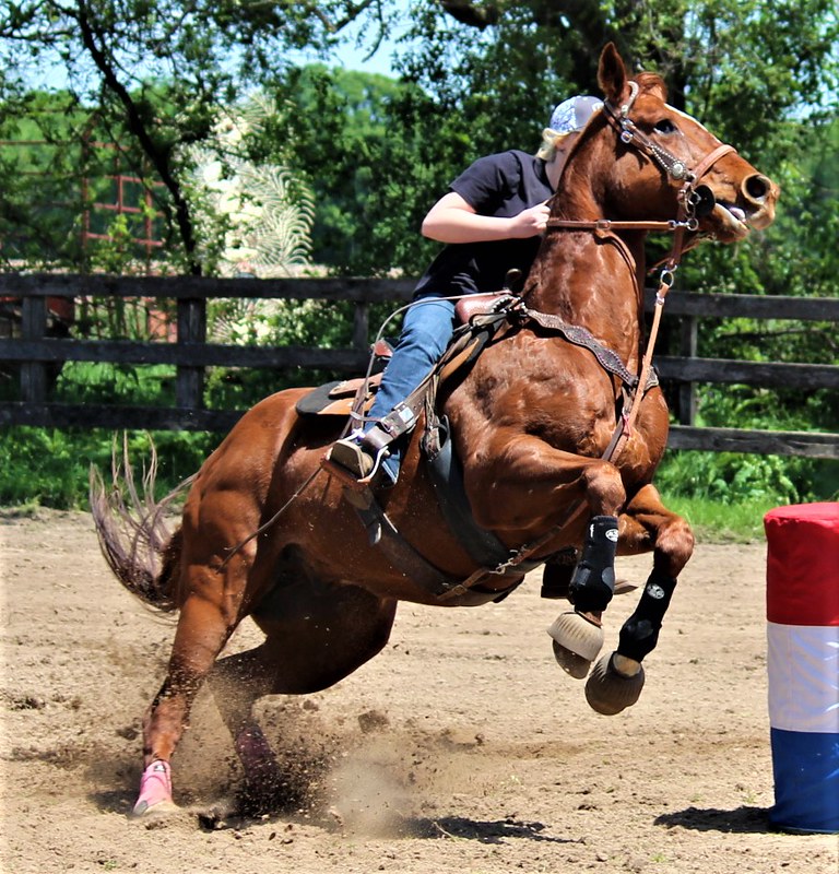 FOX RUN FARM HORSESHOW JUNE 2019 Flickr