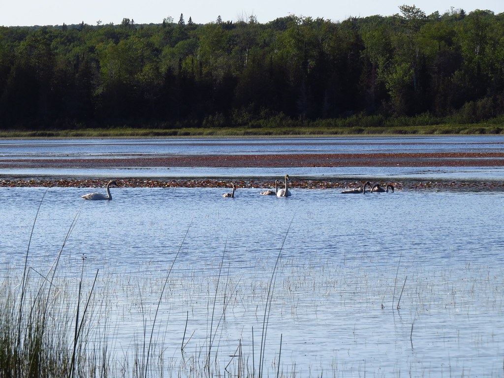 Swans on Thayer Lake Andrew Wiitala Flickr