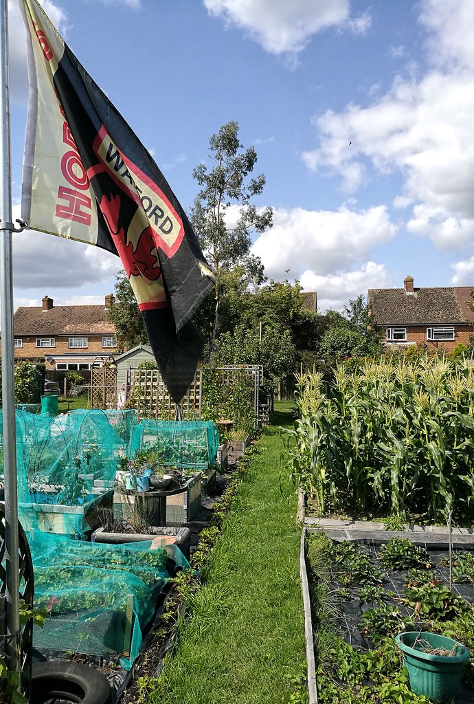 PBWA Rickmansworth Springwell Avenue Allotments Ian Wood Flickr