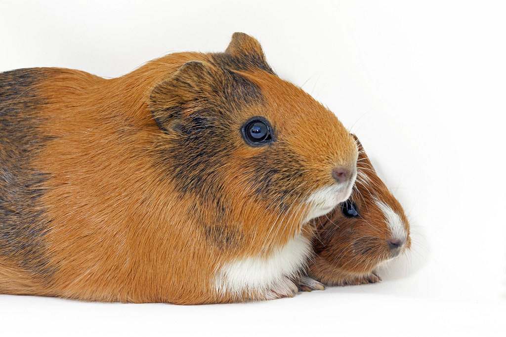 Guinea Pigs (Emotional) Flickr
