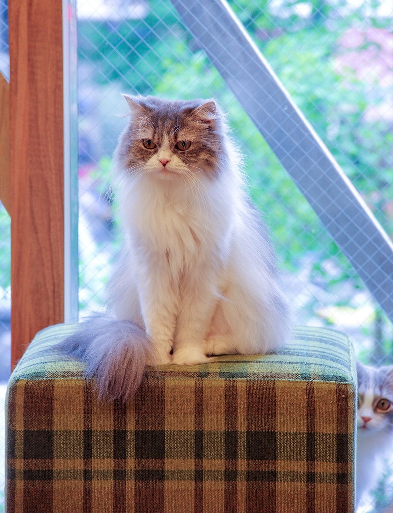 Cat Cafe, Akihabara, Tokyo Sharaz Jek Flickr