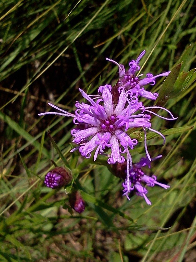 Dry Prairie Near Black Earth, WI Aug. 8, 2019 Flickr