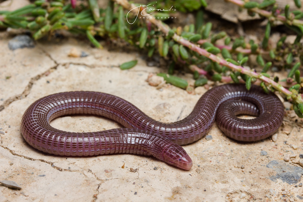 Iberian Worm Lizard (Blanus vandelli) Alicante, Spain Jari Cornelis Flickr