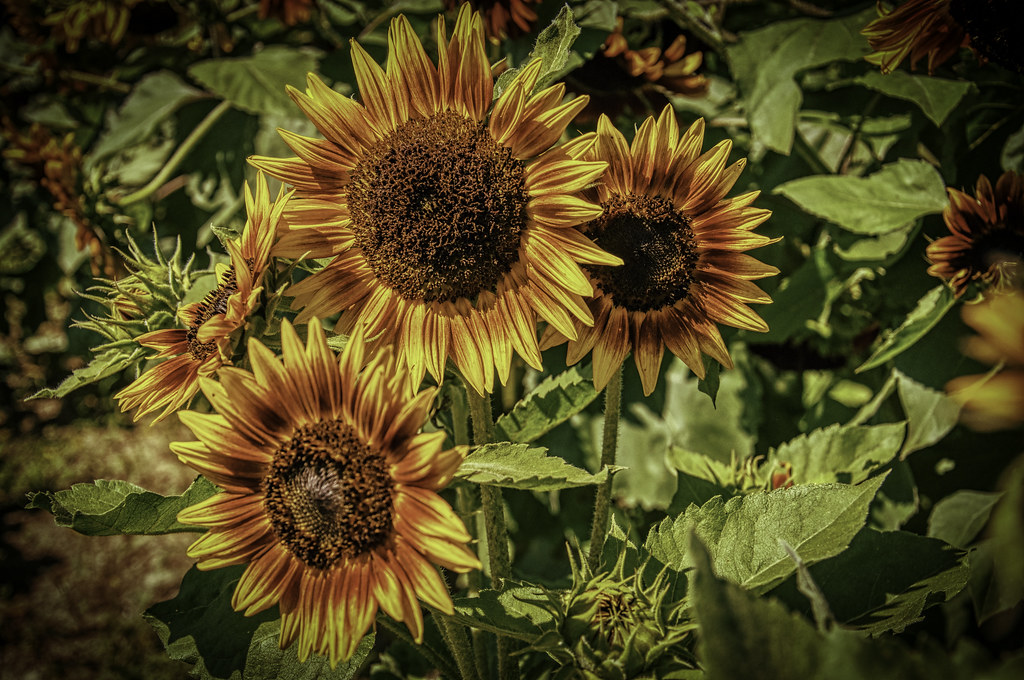 Barton Sunflower 3 Taken at Bartons Orchards in Dutchess c