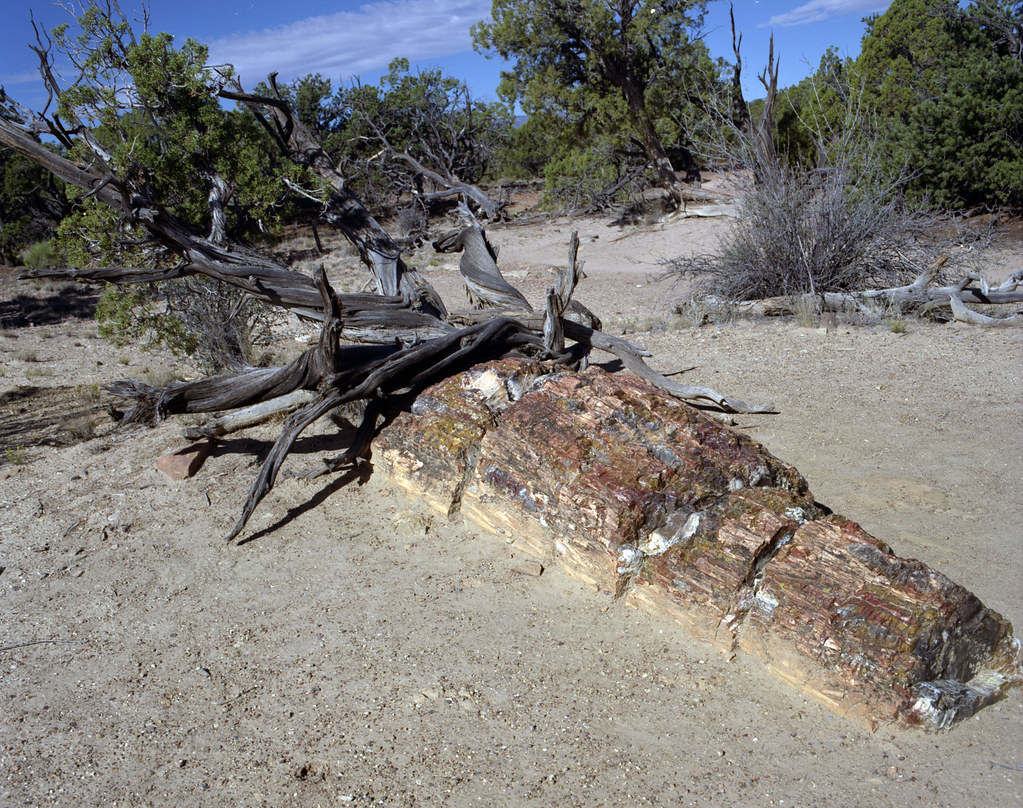 The Undead Tree The story must be told. Denial is not