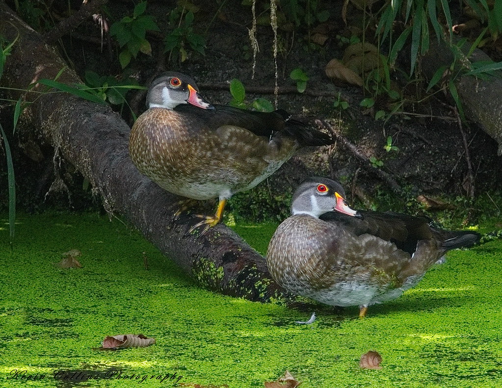 Male Wood Ducks in molt. KEVIN COLLINS Flickr