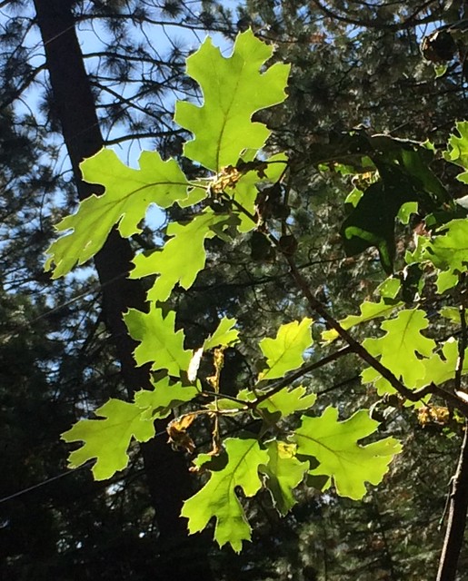 Black Oak Leaves cathysponseller Flickr