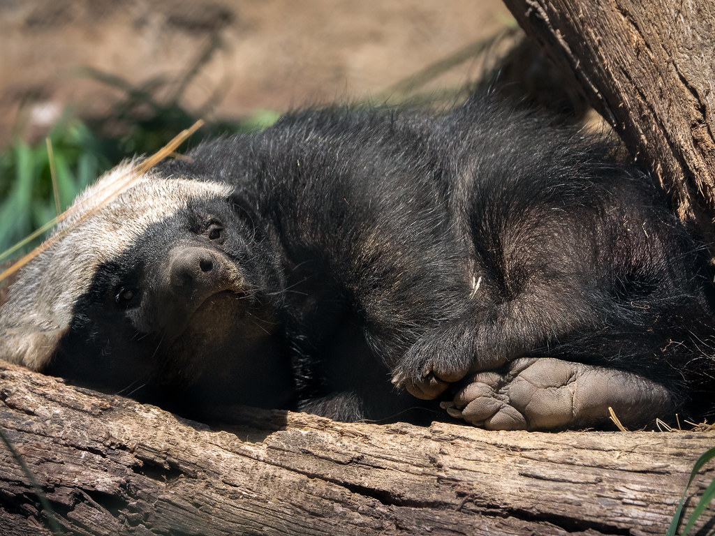 Resting on a Log Honey badger (Mellivora capensis) named "… Flickr