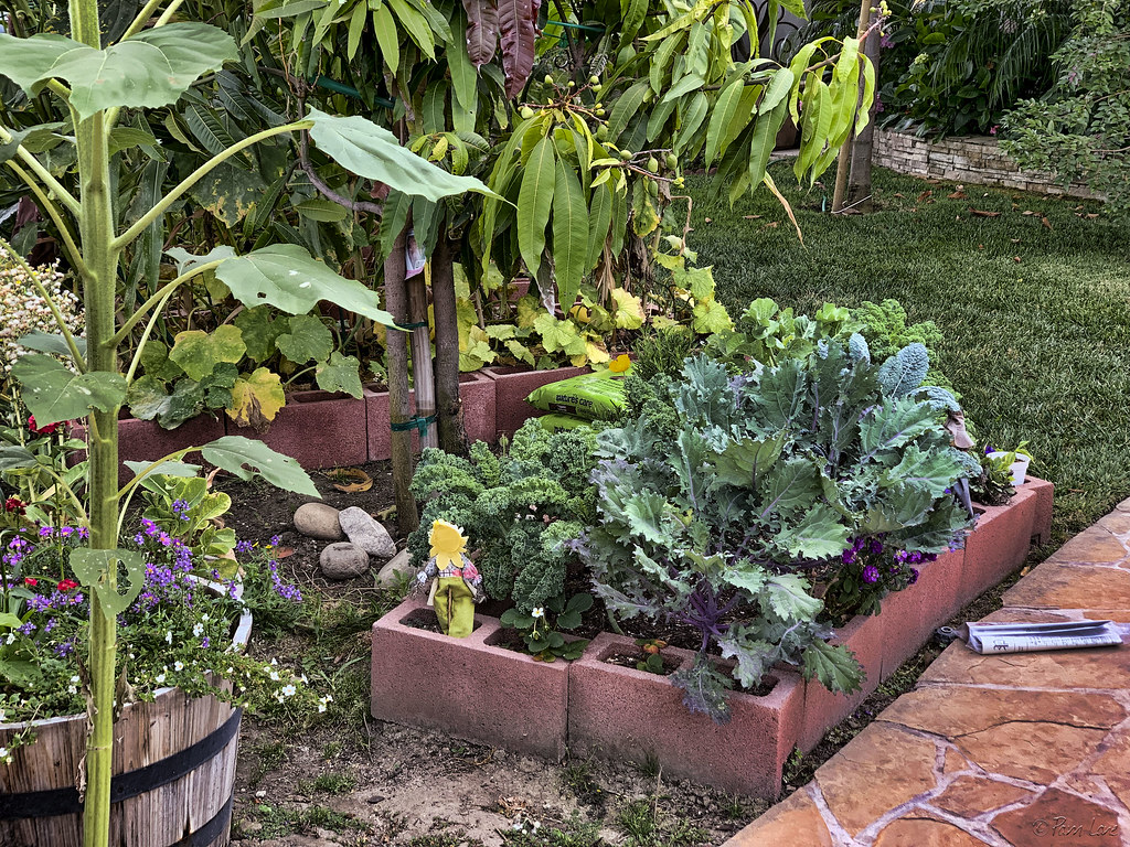 Kitchen garden Pam Lane Flickr