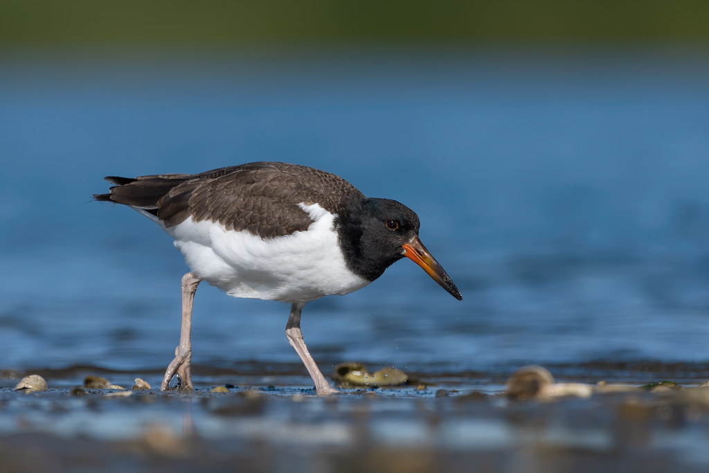 American oystercatcher juvenile SW CT John Owen Flickr