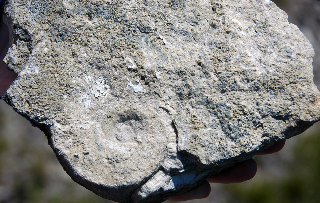 Gastropod internal mold (Columbus Limestone, Middle Devoni… Flickr