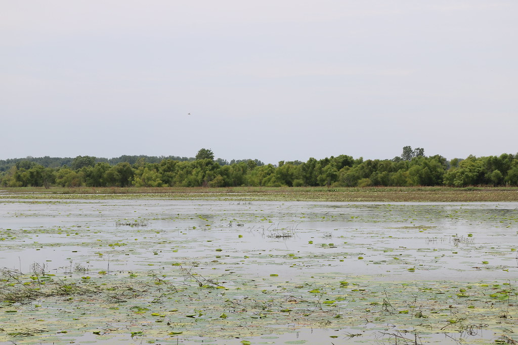 Visit to Cooley Lake Conservation Area (Excelsior Spring… Flickr