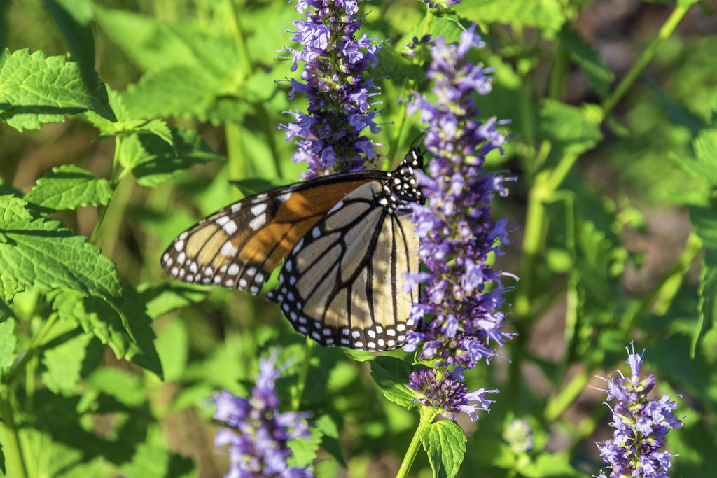Monarch Butterfly Delaware Botanic Garden Dagsboro, Delawa… Amy Sparwasser Flickr