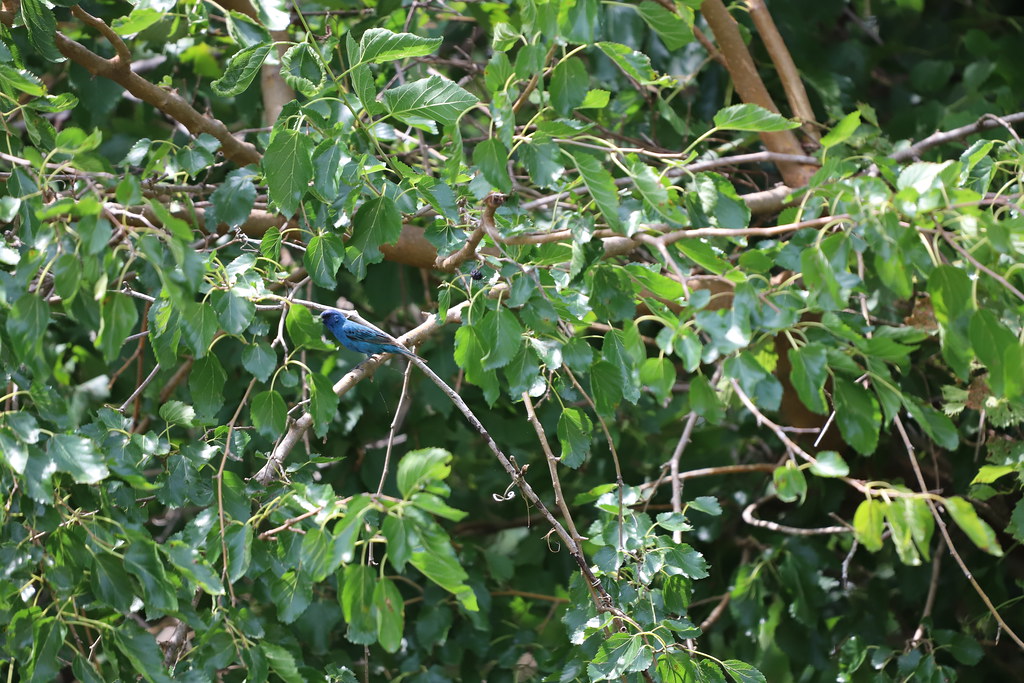 Indigo Bunting During My Visit to Cooley Lake Conservation Area (Excelsior Springs, Missouri