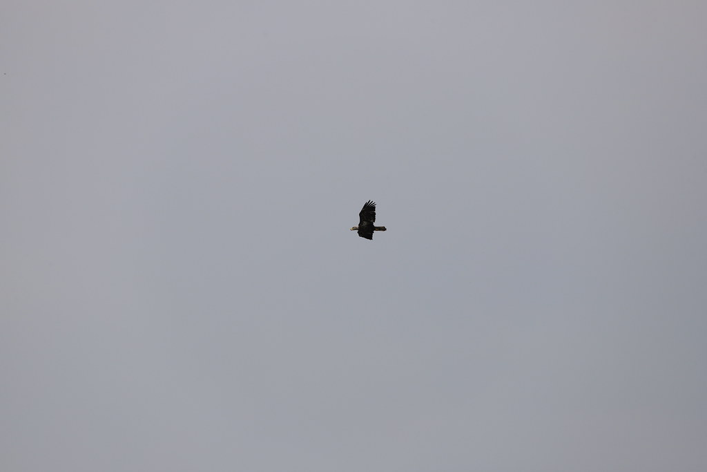 Visit to Cooley Lake Conservation Area (Excelsior Spring… Flickr