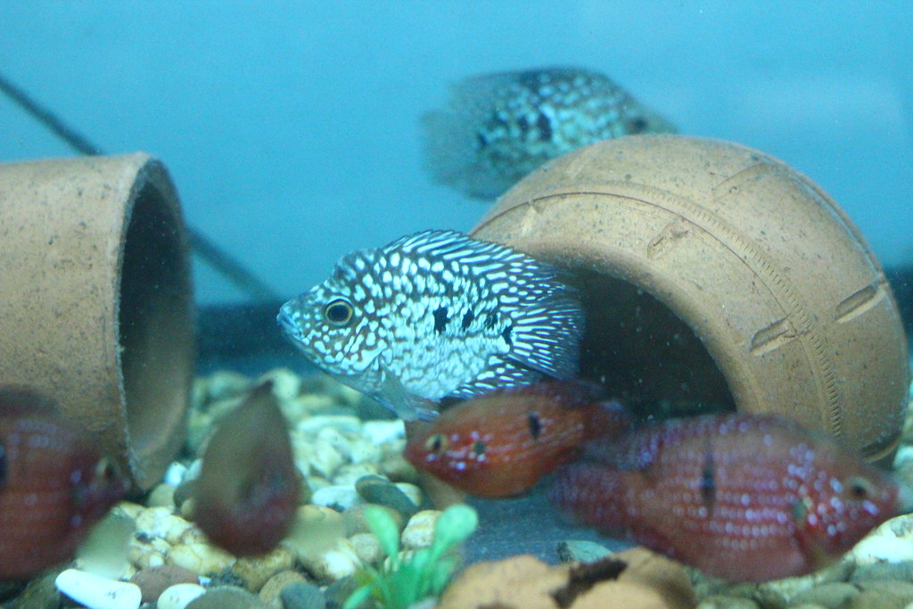 shortbody red texas cichlid and shortbody red jewel cichli… Flickr