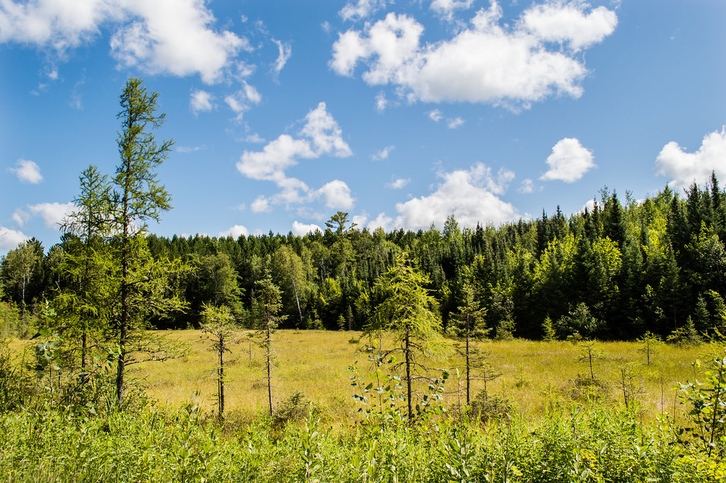 Tamarack swamp JoAnna Burditt Flickr