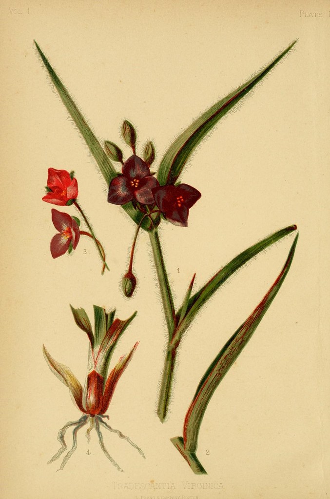 n7_w1150 The native flowers and ferns of the United States… Flickr