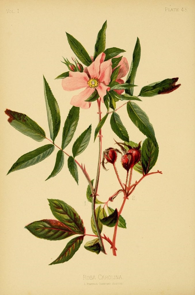 The native flowers and ferns of the United States in their botanical