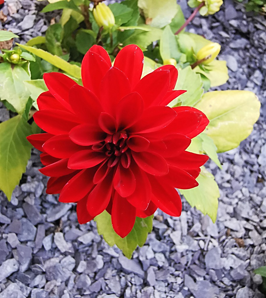 Dahlia Grandalia Scarlet. My Garden. Paul Ellis Flickr