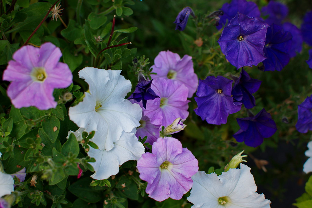 238/365 Garden Pansies The garden pansy grows well in sunn… Flickr
