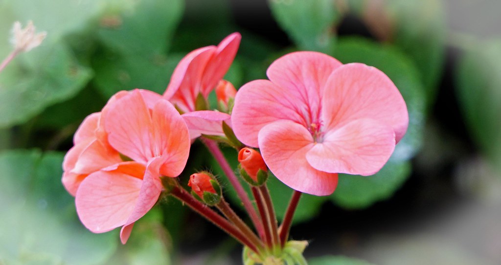 Salmon Pink Geranium paul clayton Flickr