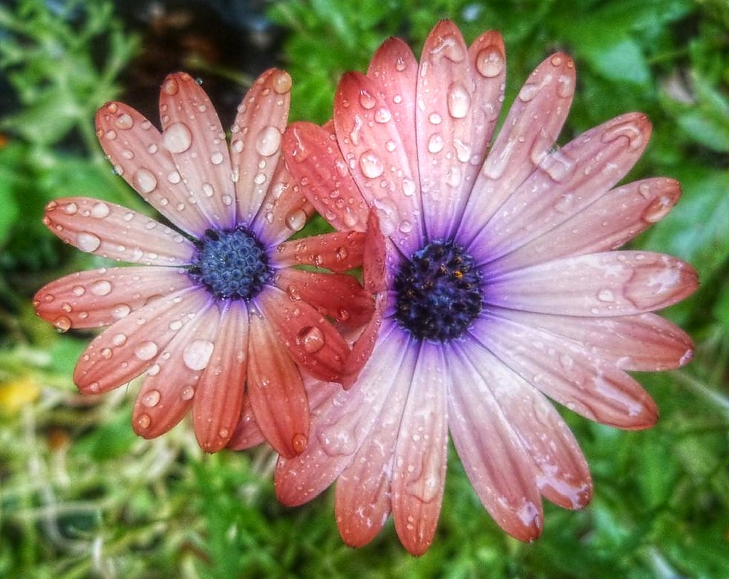 Two Daisies Taken in my garden. August 2019. freeedom1 * Back