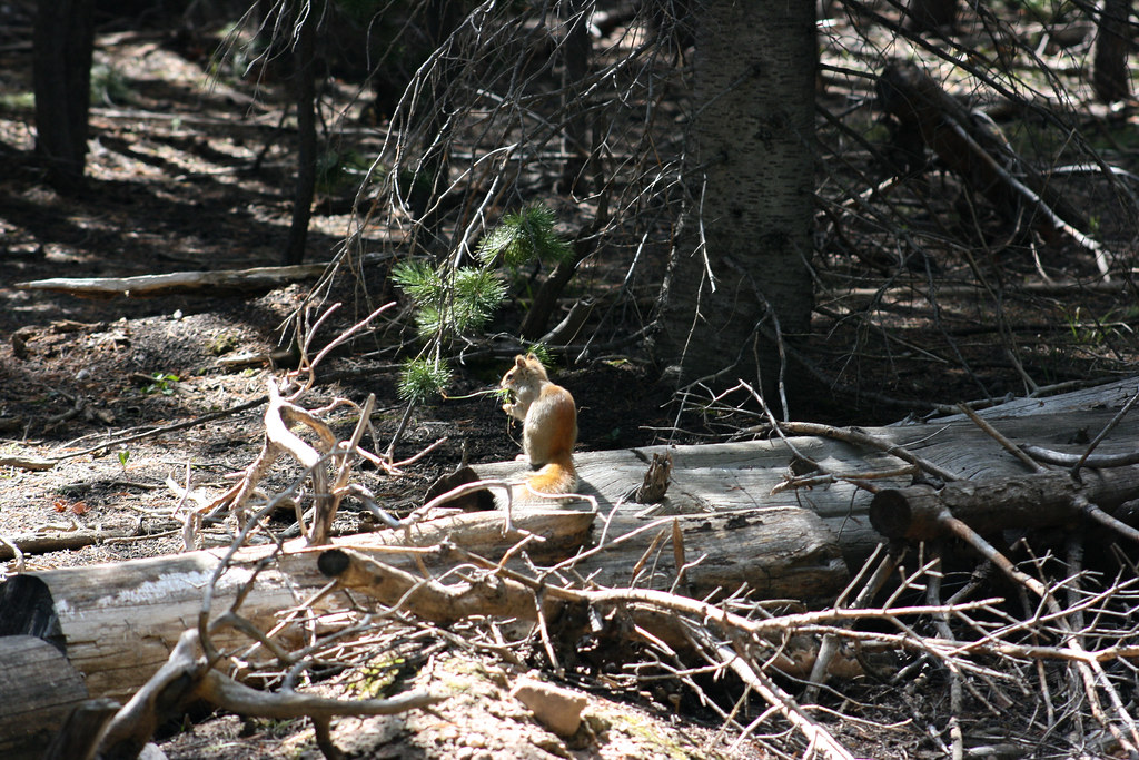 Lodgepole Campground Flickr