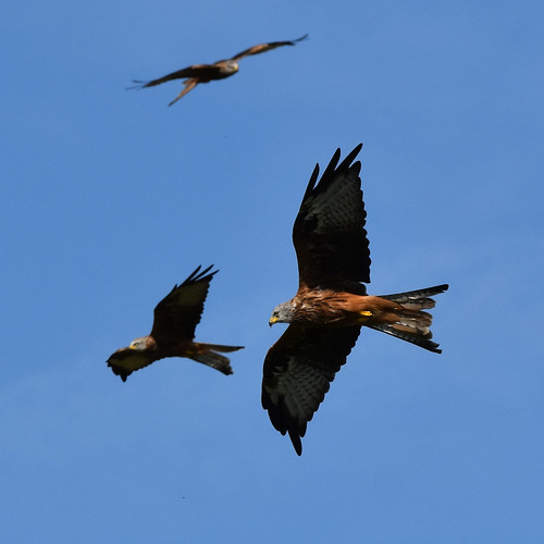 red kites 9096 Red kites at Gigrin Farm, Powys. m.c.g.owen Flickr
