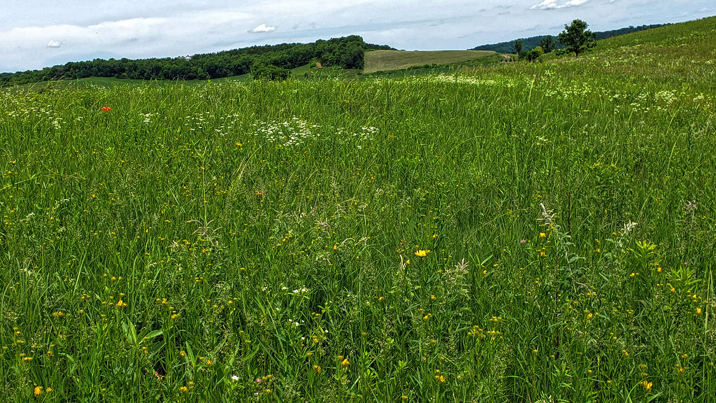Black Earth Rettenmund Prairie State Natural Area Dane Co.… Aaron Carlson Flickr
