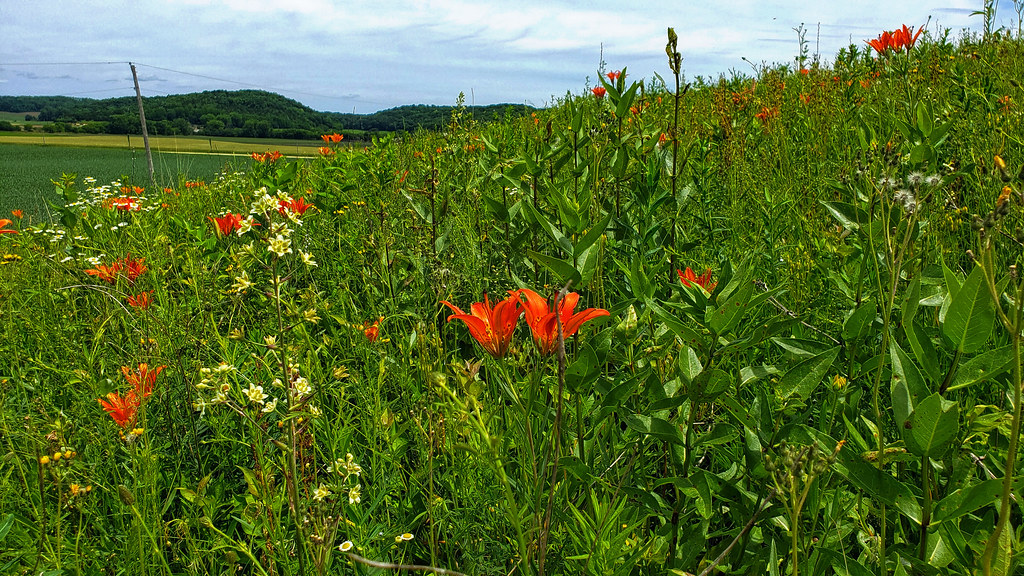 Black Earth Rettenmund Prairie State Natural Area Dane Co.… Aaron Carlson Flickr