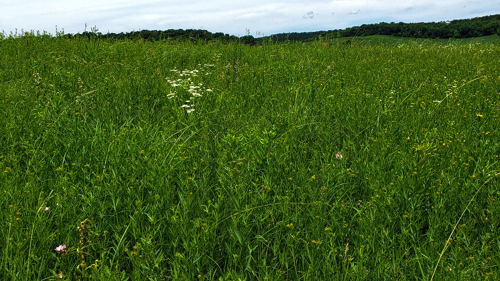 Black Earth Rettenmund Prairie State Natural Area Dane Co.… Aaron Carlson Flickr
